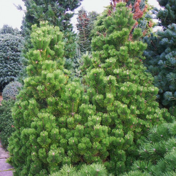 Растение сосна горная Манпитз 90/100, C80 Ks 