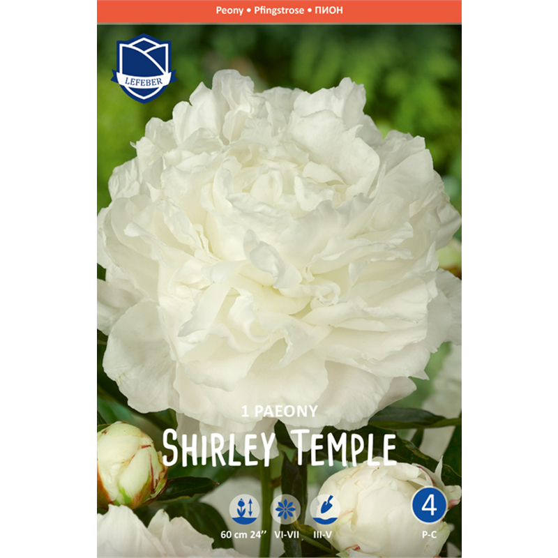 Корневище Пион травянистый Ширли Темпл 2/3 1шт 