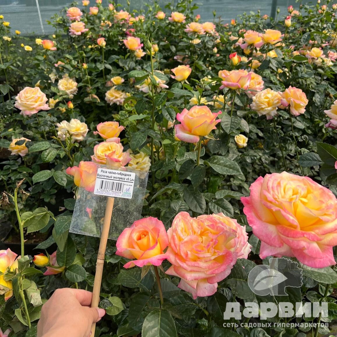 Роза чайно-гибридная Восточный экспресс v5 Lav 