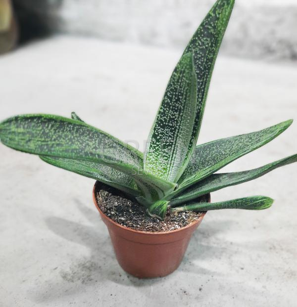 Гастерия Литл Варти d5 h5 