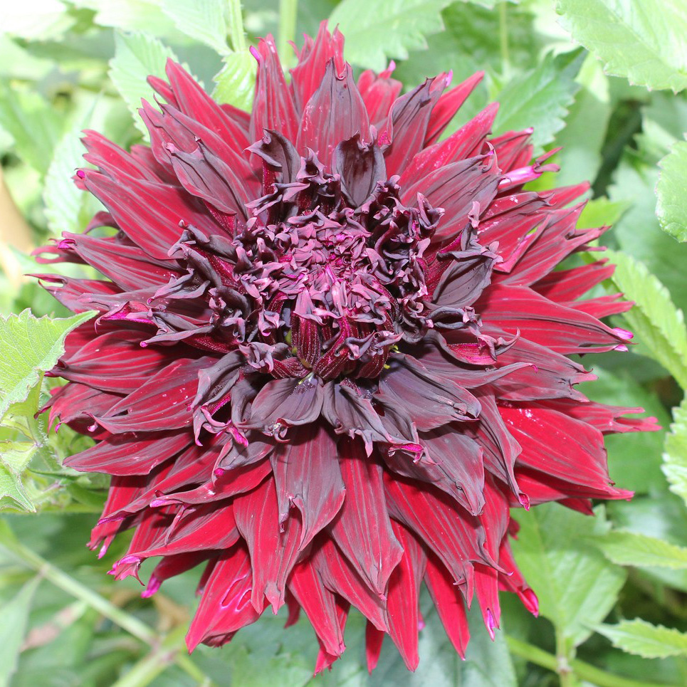 Клубень Георгина Кенора Макоб- Б , 1шт/уп 