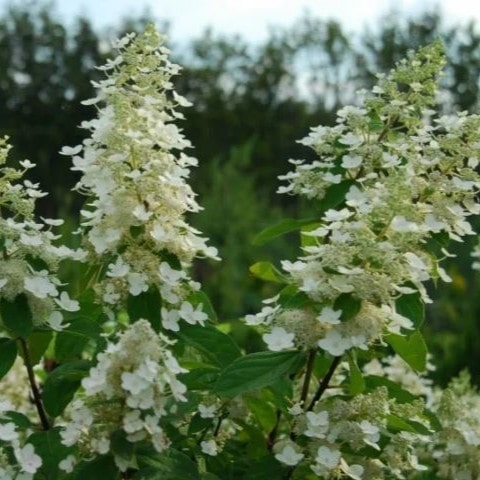 Гортензия метельчатая Киушу C35, 30-50см YP 