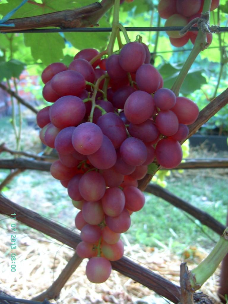 Виноград плодовый Памяти учителя C3 Н20-40 ЦО 