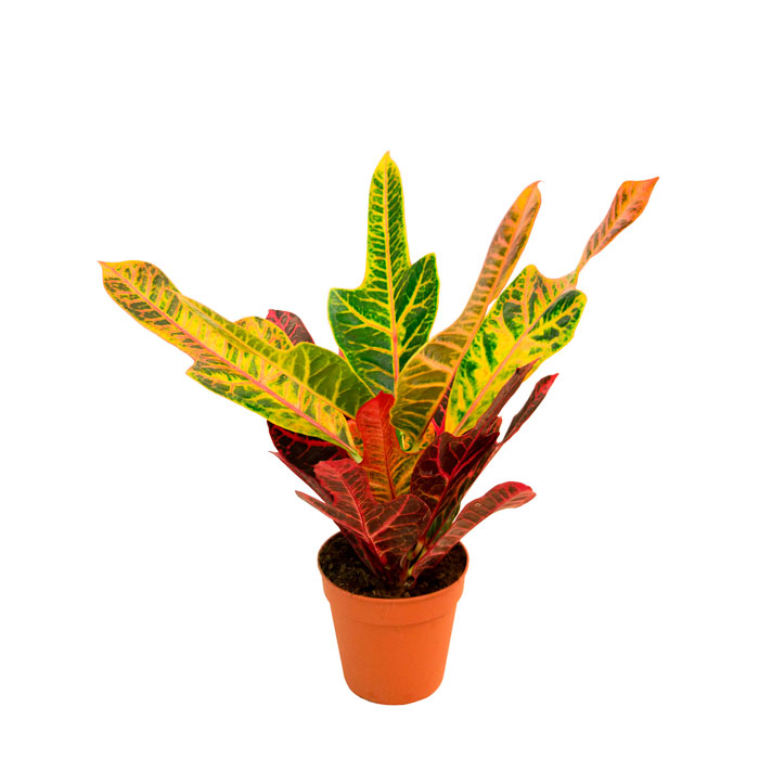 Кодиеум Экселент d13 