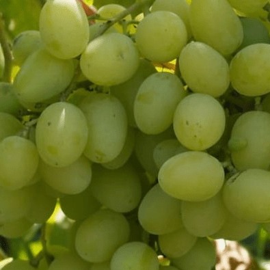 Виноград плодовый Ландыш белый в коробке Tim 