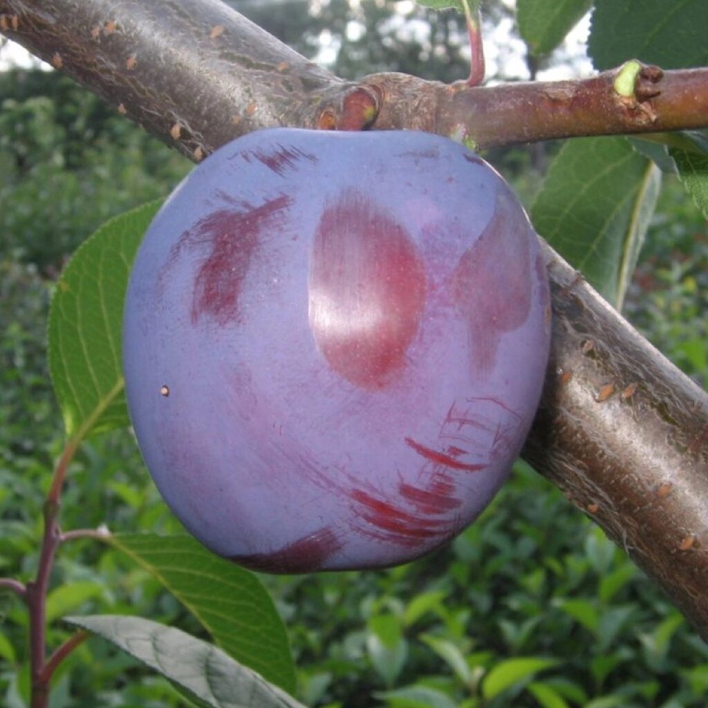 Слива Стартовая v7 100-140 Lav 