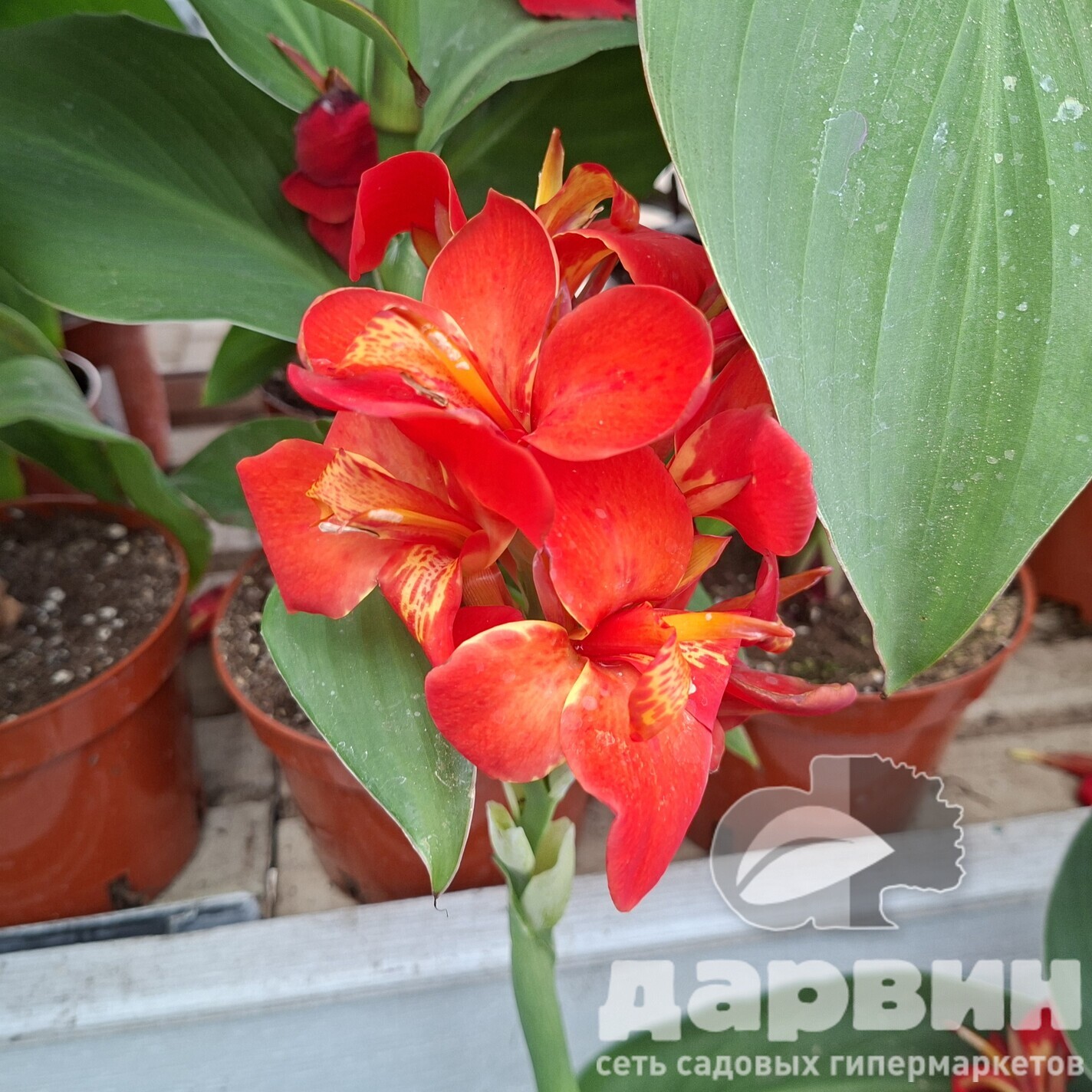 Канна Ред Голден Флейм d12 Tim 