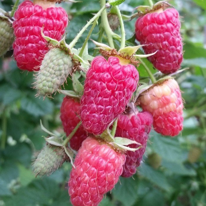 Малина ремонтантная Атлант красн v1 Tim по цене  Малина ремонтантная Атлант красн v1 Tim