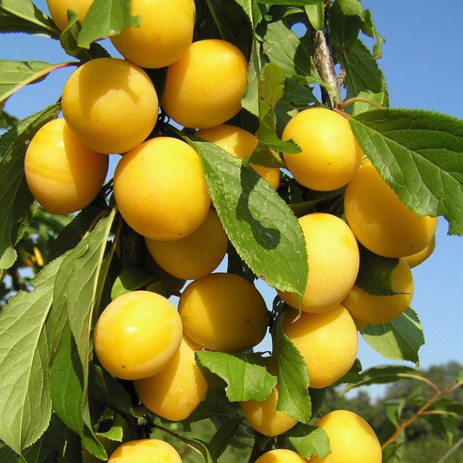 Алыча Царская 80-100 Tim 