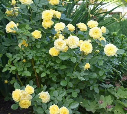 Роза парковая Анни Дюпрей 3,5 ЦО 