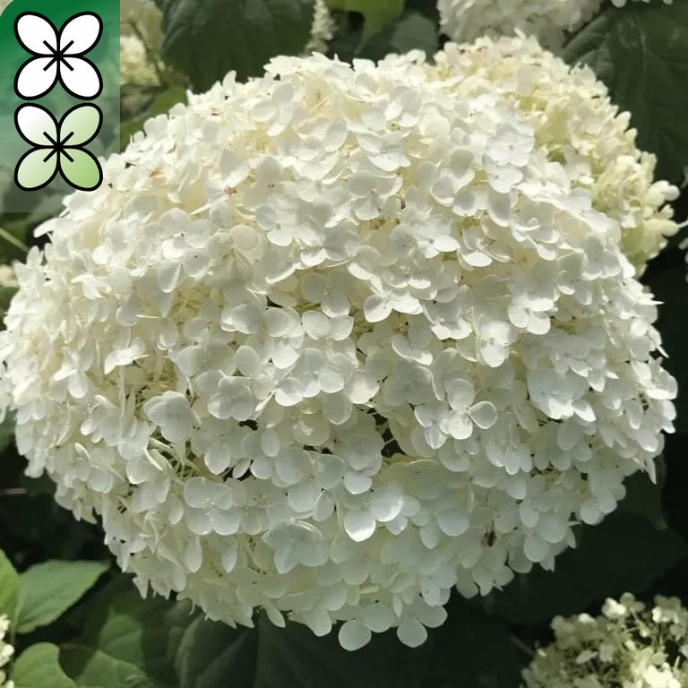 Гортензия древовидная Баунти v3 Tim 