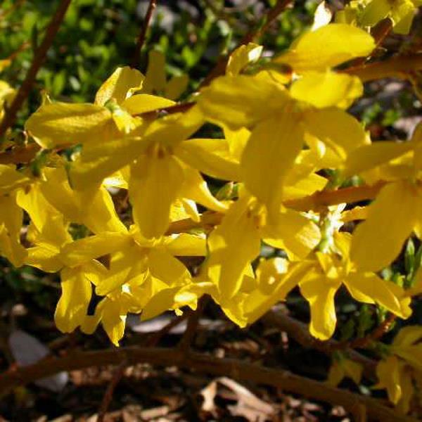 Форзиция средняя Голдзейбер с2-3 