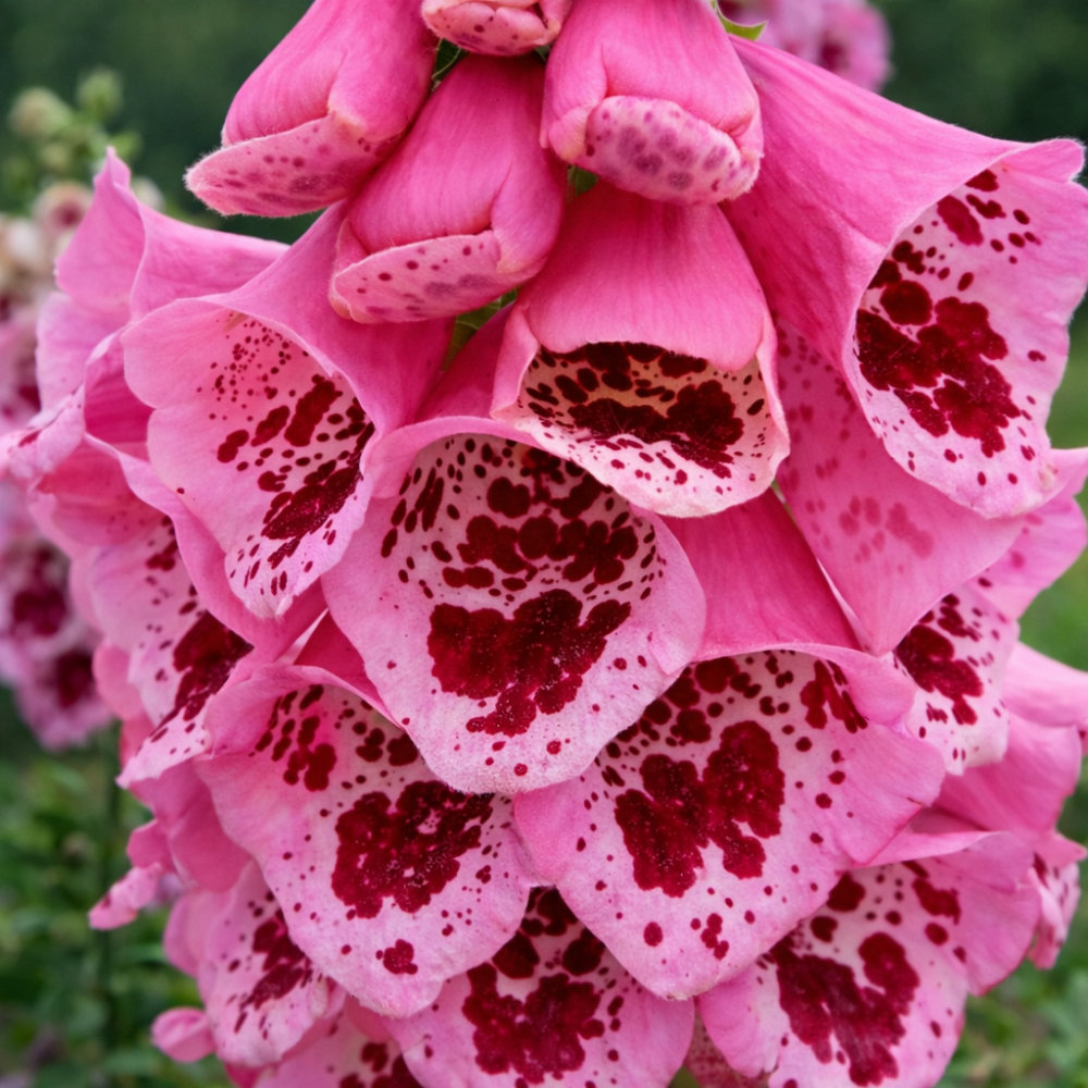 Корневище Наперстянка Гиант Споттед 1 шт/уп 