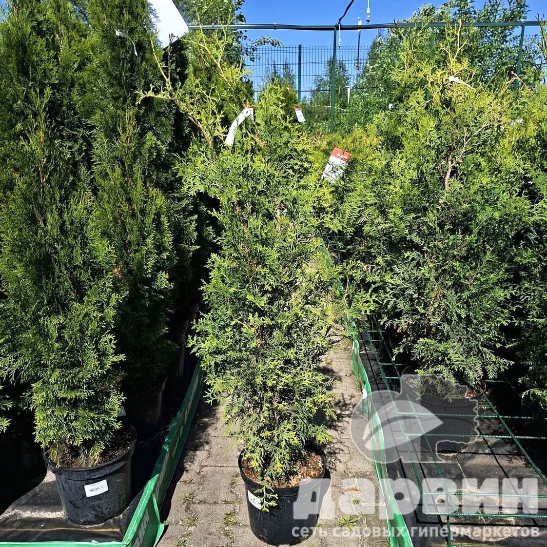 Туя западная Кинг оф Брабант C10, 80-100см YP 