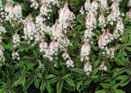 Тиарелла  верри Р9 