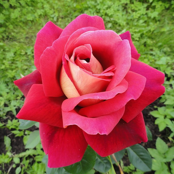 Роза чайно-гибридная Кроненбург в коробке ZP 