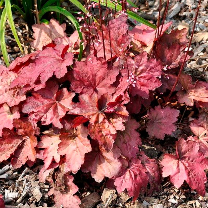 Гейхера Отэм Ливс d12 ,XP 