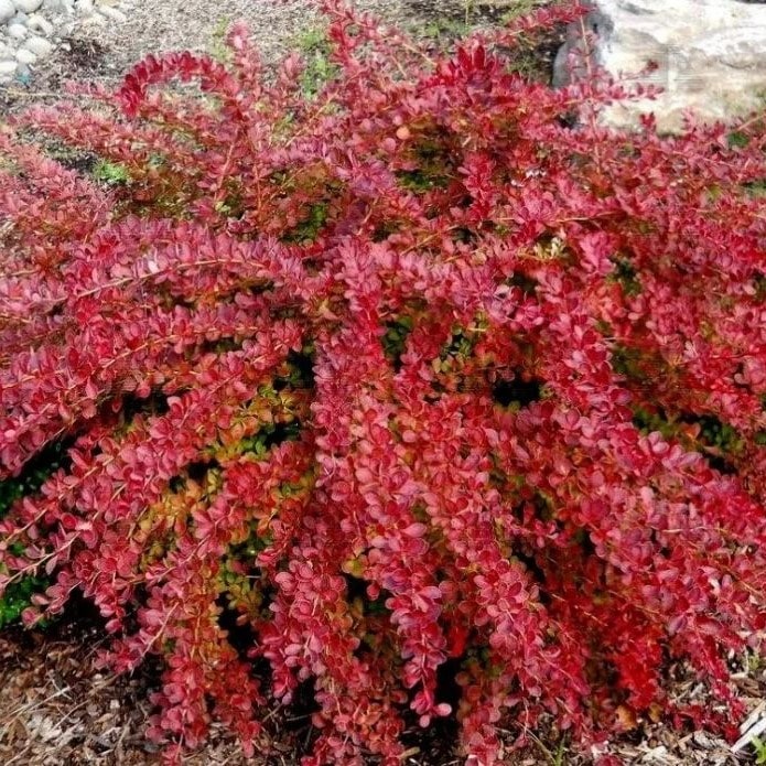 Барбарис тунберга Ред Карпет v5 20-40 Bor 