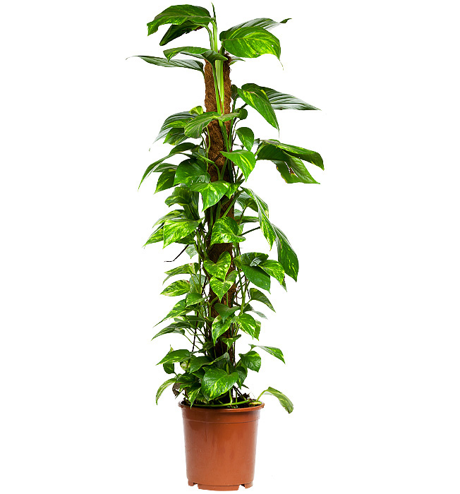 Эпипремнум Пиннатум Мосстик d21 h100 