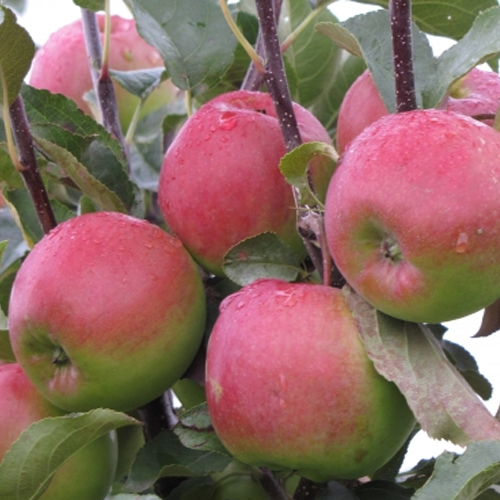 Яблоня Былина 3-х летка 