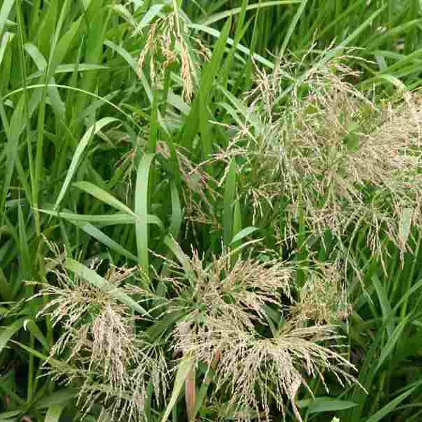 Манник v3 Push 