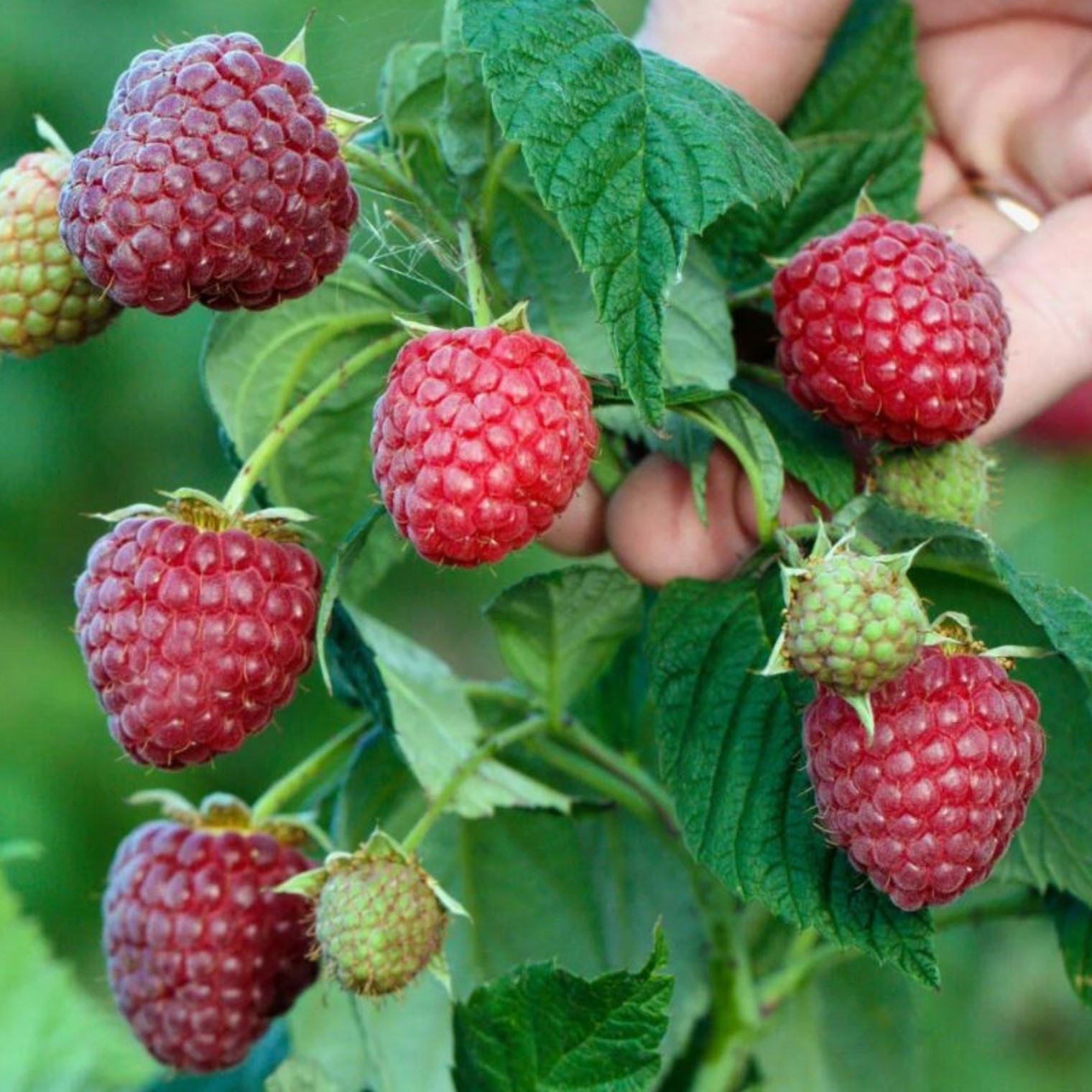 Малина Вольница, красная v2-3 Tim 