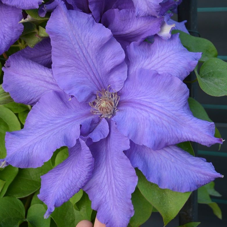 Клематис Балтик Вэйвз v2 CL 