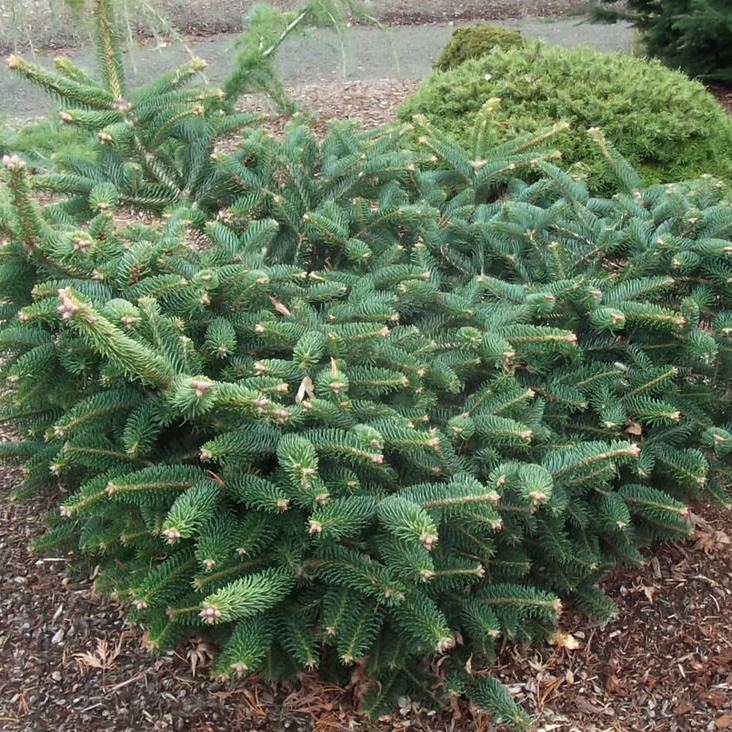 Пихта греческая Мейерс Дварф v7,5 по цене  Пихта греческая Мейерс Дварф v7,5