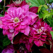 Клематис Хот Киссес p9 Cl 