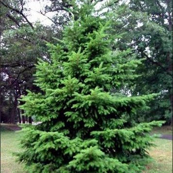 Псевдотсуга мензиса v5 Lav 