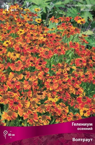 Корневище Гелениум осенний Волтраут   1 шт Поиск 