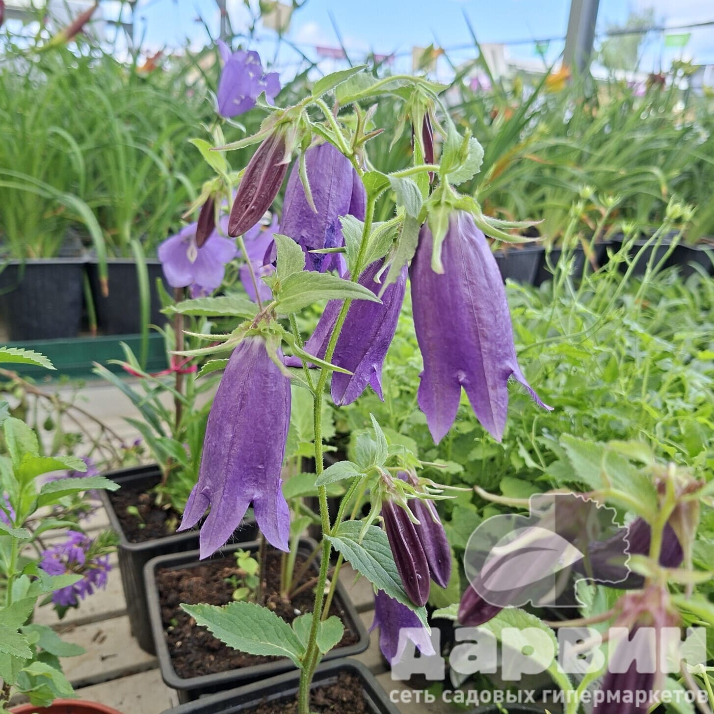 Колокольчик v1,5 Push 