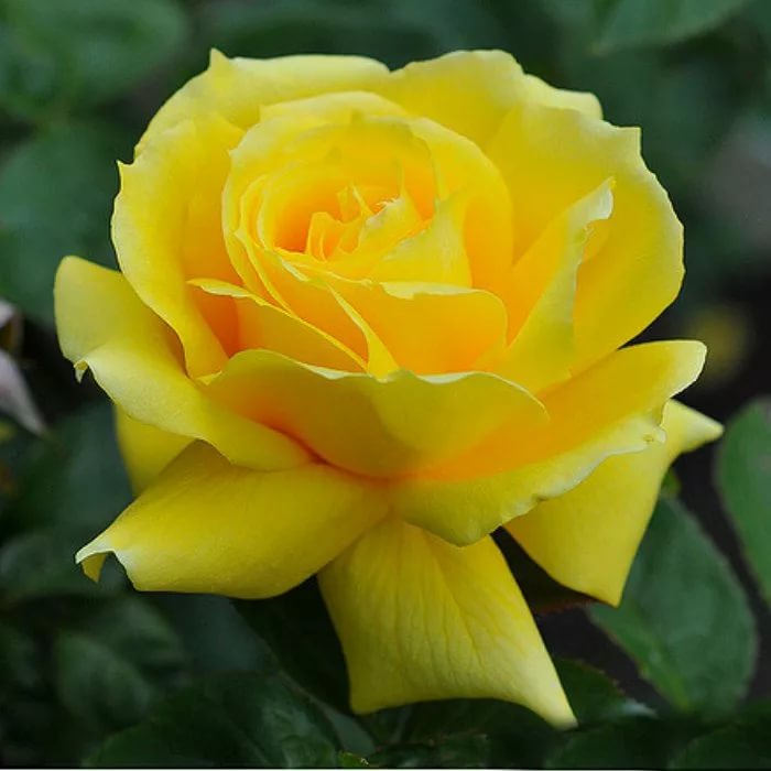 Роза плетистая Клайминг Ландора в коробке ЦО 