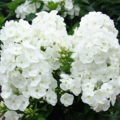 Флокс метельчатый Вайт Спарр d15 ХР 