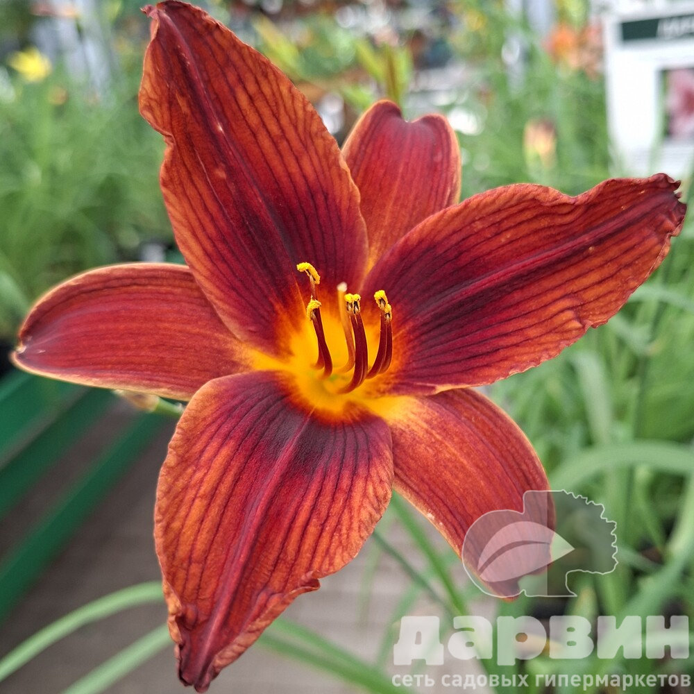 Лилейник Блэк Принц v2 Tim 