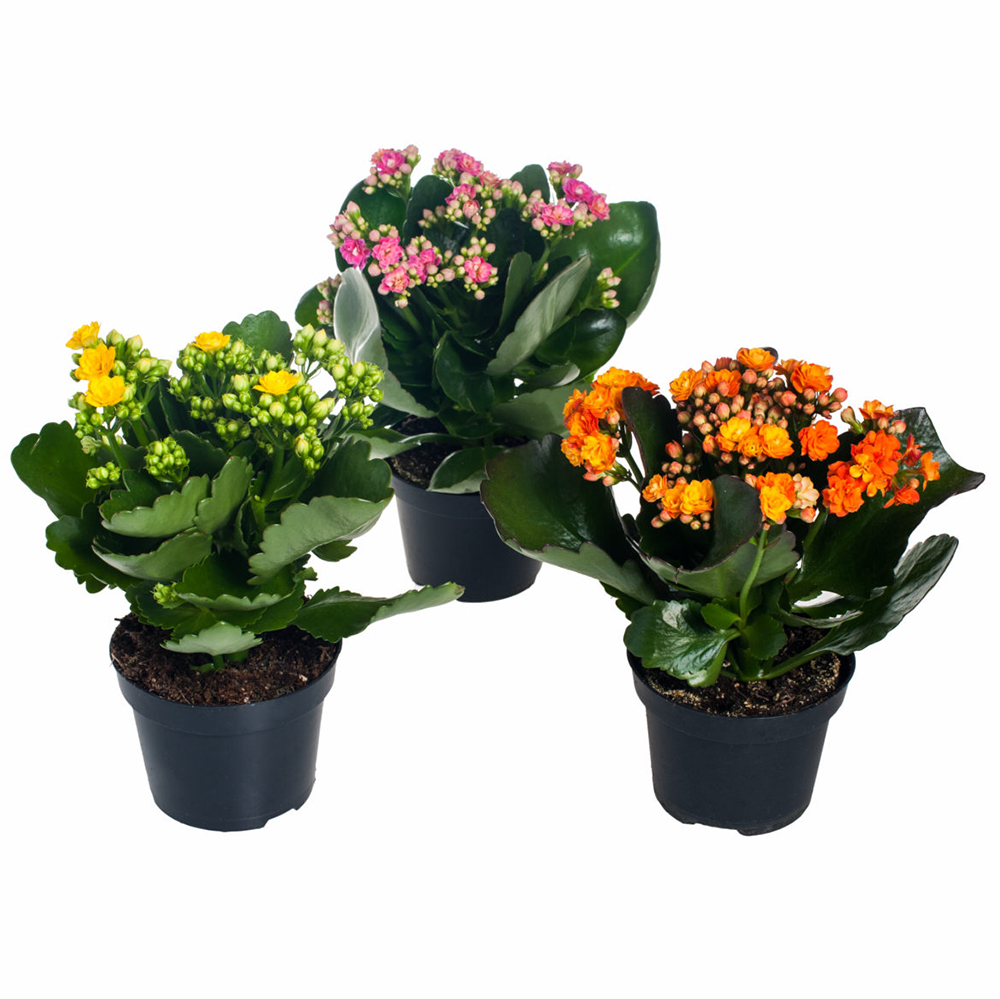 Каланхое Каландива микс d23 h25 