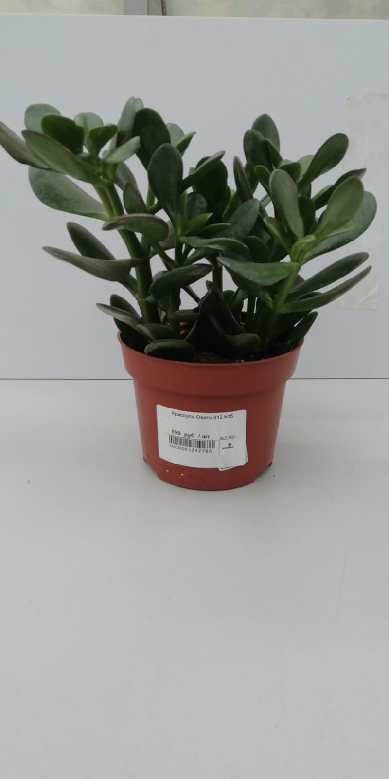 Крассула Овата d12 h15 