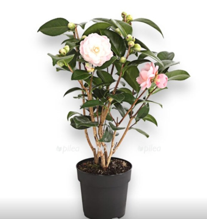 Камелия японская микс d13 h40 