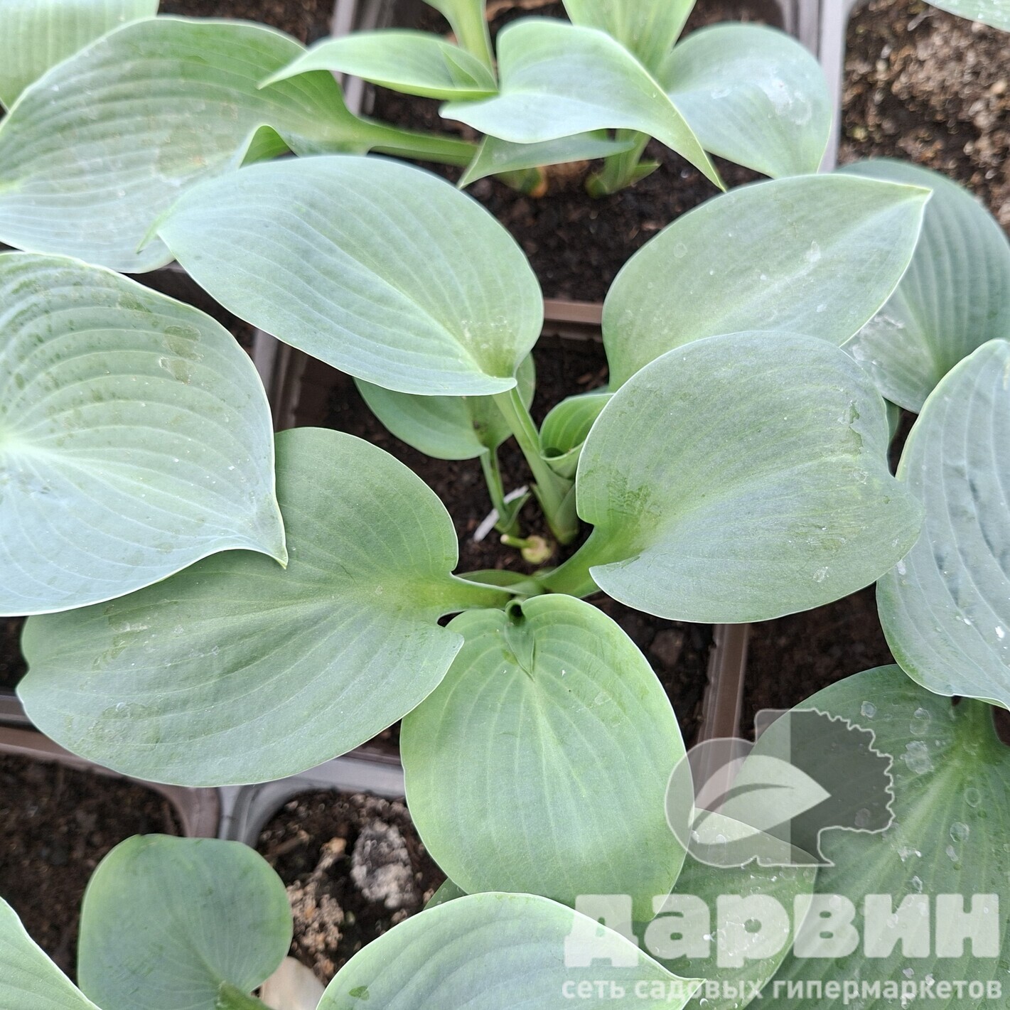 Хоста Блю Маммот v2 Tim 