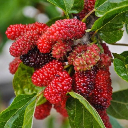 Шелковица Владимировская v5 100-140 Lav 