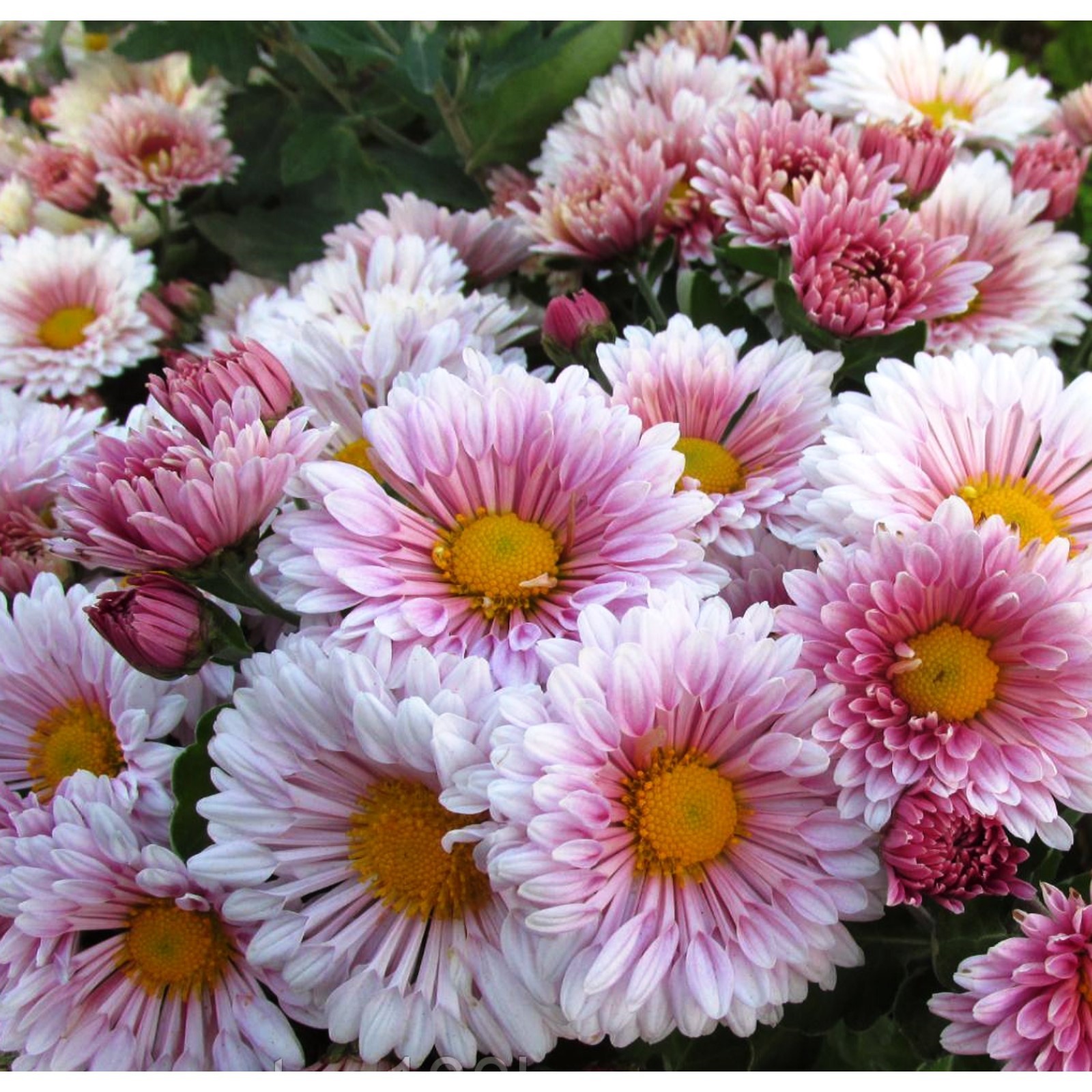 Корневище Хризантема корейская Барби 1 шт Поиск 