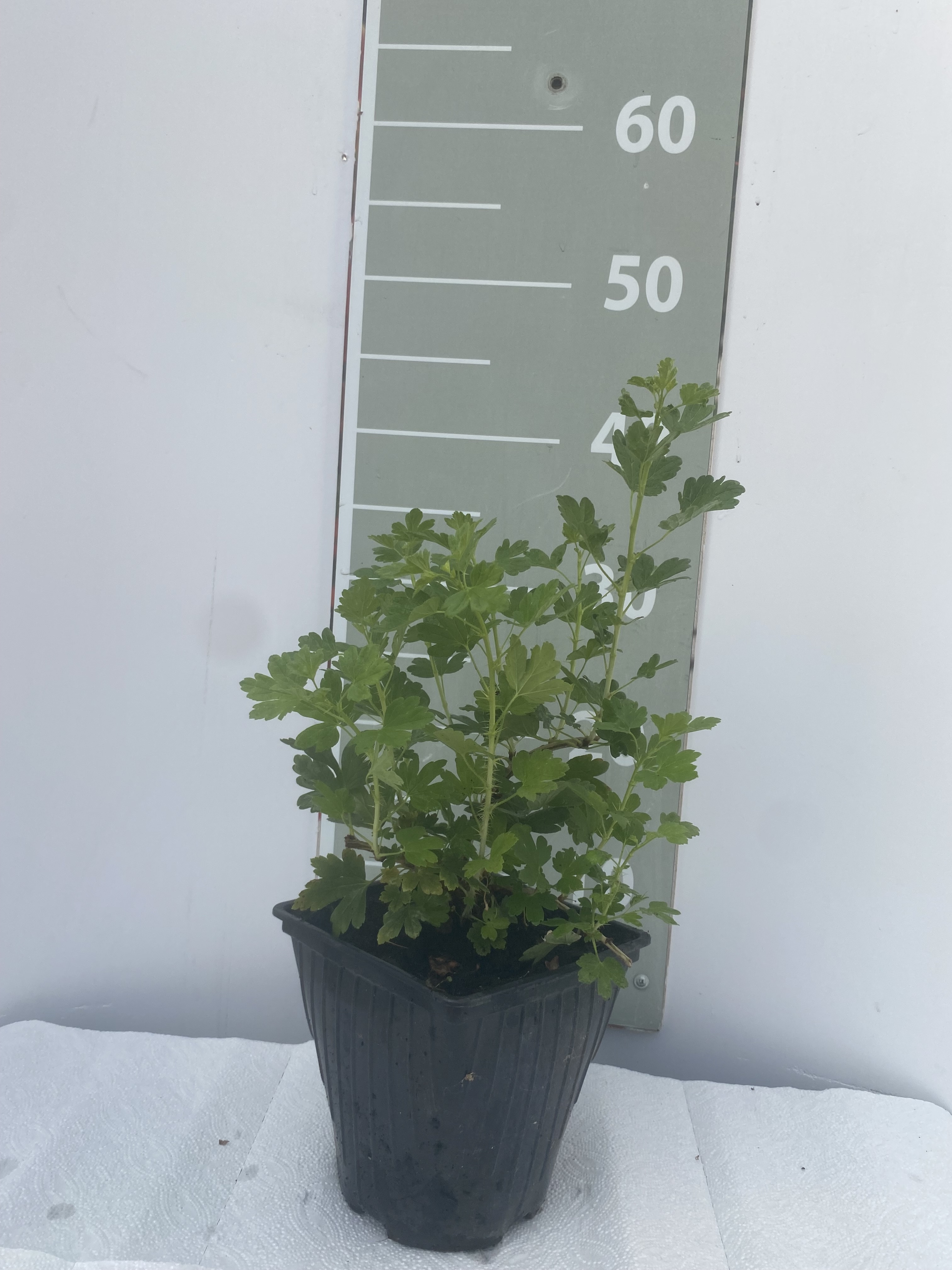 Смородина черная Тамерлан v2 Lav 