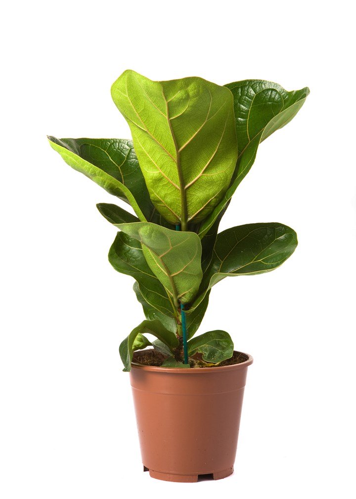 Фикус Лирата d9 h25 