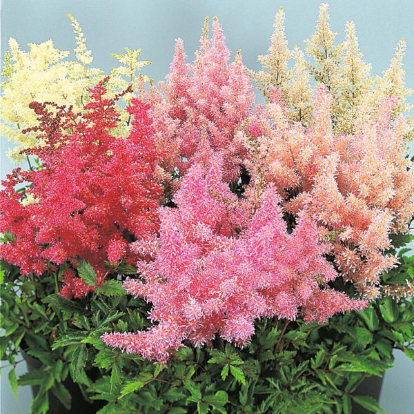 Астильба в ассортименте 