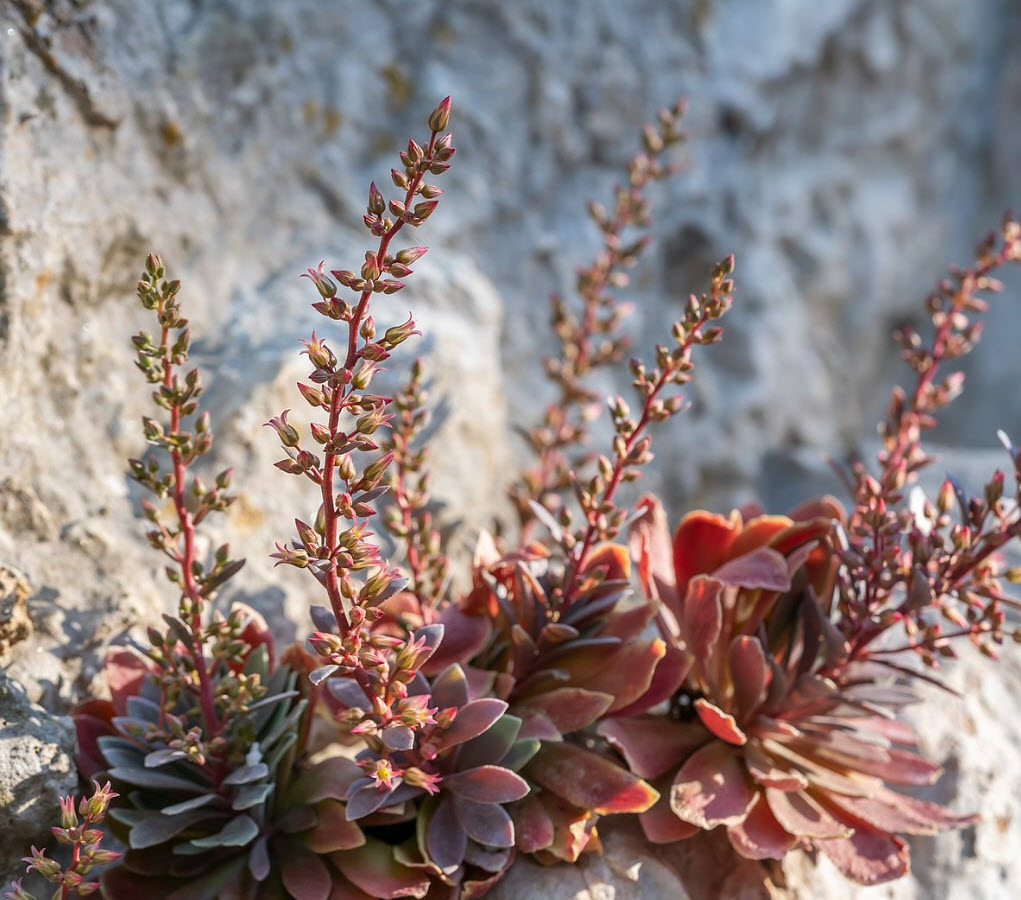 Розеточника v1,5 Push 