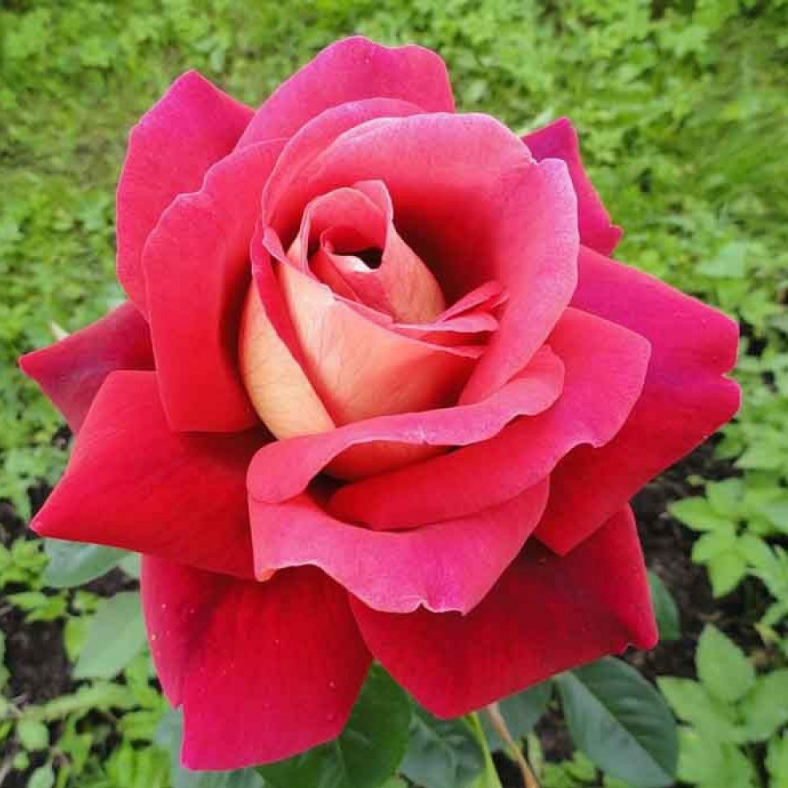 Роза чайно-гибридная Кроненбург-1 с5, Tim 