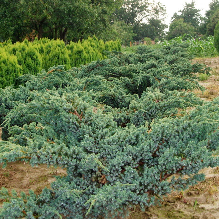 Можжевельник чешуйчатый Мейери v2 20-30 