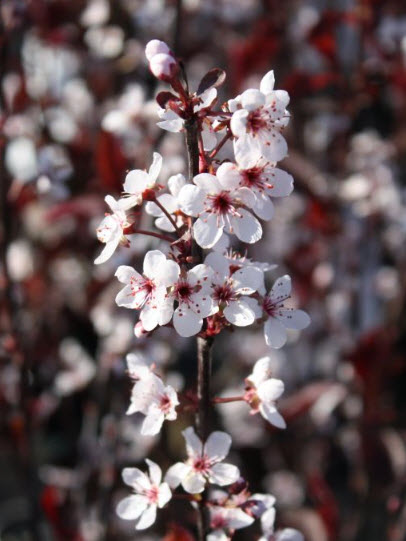 Слива цистена C15 125-150 YP 