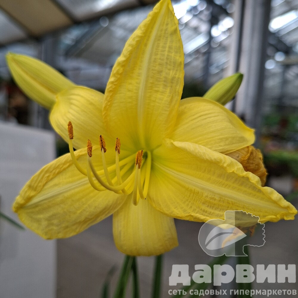 Лилейник Биг Тайм Хеппи v2 Tim 