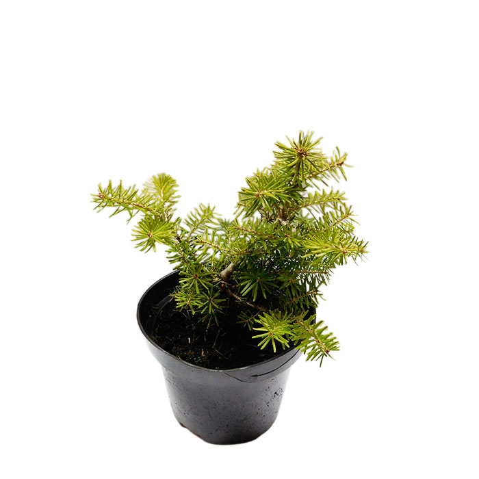 Пихта корейская v2 Lav по цене  Пихта корейская v2 Lav